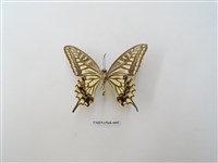 藏品(柑橘鳳蝶)的圖片